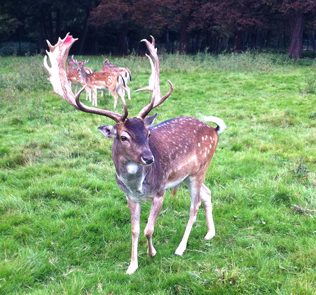 03 2014 helferfest lindenthaler tierpark